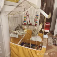 فروش عروس هلندی های شاد و سالم سه ماهه کاملا خانگی|پرنده|تهران, فرزانه|دیوار