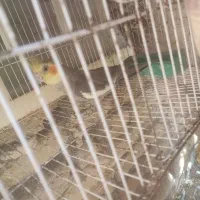 پرنده|پرنده|تربتحیدریه, ۴۵ متری|دیوار