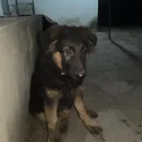 توله ژرمن کینگ شولاین