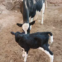 پول لازم ام