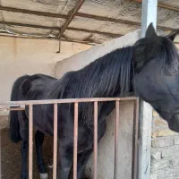 اسب کرد|اسب و تجهیزات اسب‌سواری|پیشوا, |دیوار