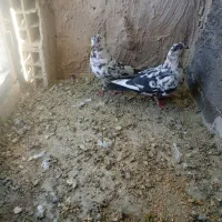 چند جفت کفتر هرکس خواست تا قیمت بدم|پرنده|مه ولات, |دیوار