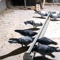 کبوتر پلاکی و مسافتی