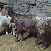 گوسفند درجه یک وارزان