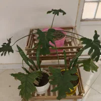 گل برگ انجیری|گل و گیاه طبیعی|گلبهار, شهر جدید گلبهار|دیوار