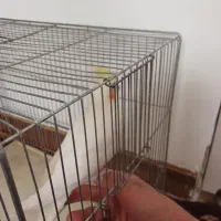 عروس هلندی لوتینو|پرنده|مهریز, |دیوار