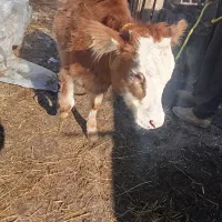 باسلام یک راس گوساله ماده