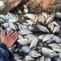 بچه ماهی آمور وکپور|ماهی|شوشتر, |دیوار