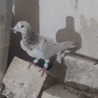 کله هما