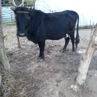 گاو تالشی فقیر با گوساله امپولی سیمنتال نر|حیوانات مزرعه|رشت, یخسازی|دیوار