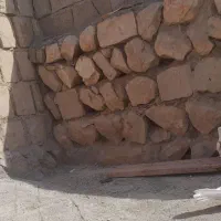 کبوتر طوقی|پرنده|ایلام, |دیوار