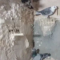 کفترشهرستان