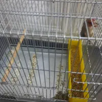 سهره سقا|پرنده|کرمان, |دیوار