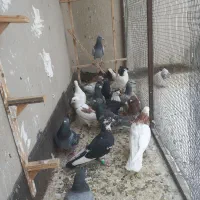 کفتر صید