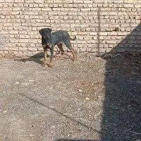 سگ نژاد دار
