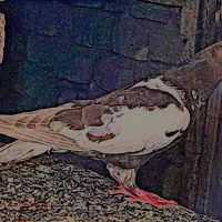کفتر ماده شتری پتین افغانی اصل