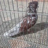 گرگی وسرخ پرشی