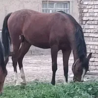 کره نریان کرد|اسب و تجهیزات اسب‌سواری|اراک, |دیوار