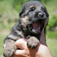 ژرمن شپرد2ماهه کینگ سایز ارجینال وارداتی فقط ۴نیم|سگ|تهران, شهرآرا|دیوار