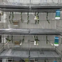 سالن تکثیر فنچ گلدین