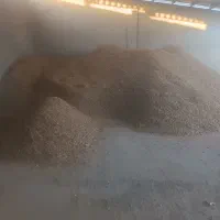 پوست بادام|خدمات باغبانی و درختکاری|بن, |دیوار