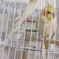 عروس هلندی