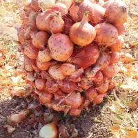 پیاز تازه کیلو 10هزار