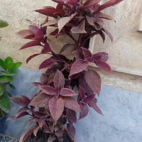گل طبیعی