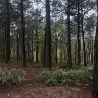 زمین-پل-قویون