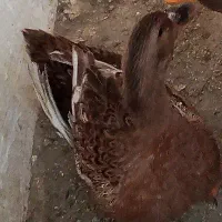 اردک معاوضه با کفتر