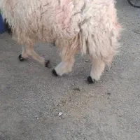 قوچ جوان دوسال