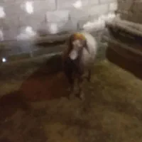 شیشک|حیوانات مزرعه|دورود, |دیوار