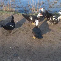 اردک خارجی (موسکوئی،روسی)