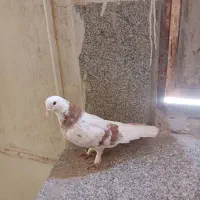 کفتر