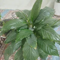 گل وگلدان|گل و گیاه طبیعی|حمیدیا, |دیوار