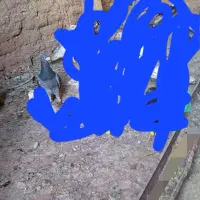 کبوتر گم شده