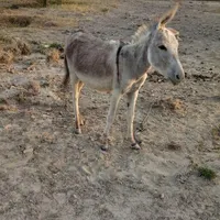 الاغ سفید