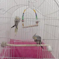 یک جفت عروس هلندی مولد|پرنده|شال, |دیوار