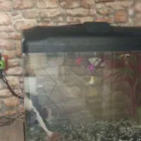 ماهی با اکواریوم ولوازم کامل|ماهی|تهران, شهرک امام خمینی|دیوار