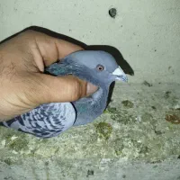 کبوتر مگسی جانسن  نر عراق  نر تک پر ابلغ