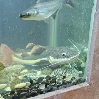 ماهی رتیل ۲۵ سانتی|ماهی|قم, فرهنگیان و شهربانی|دیوار