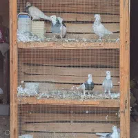 قفس چوبی جفتگاه