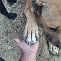 سگ نر سرابی درشت گله ای|سگ|برخوار, |دیوار