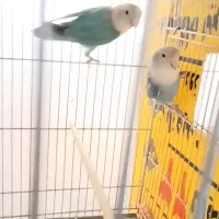 مرغ عشق،عروس هلندی،فنچ کینگ،طوطی برزیلی