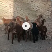 میش چینی|حیوانات مزرعه|بیرجند, |دیوار