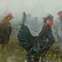 جوجه برهما لایت اصیل|حیوانات مزرعه|قدس, شهر‌قدس|دیوار