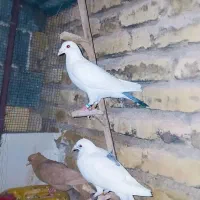سفید دم سیاه فروشی