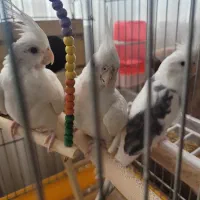 عروس هلندی جفت|پرنده|شیراز, جمهوری|دیوار