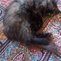 واگذاری گربه پرشین