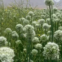 پیاز سفید صدفی سه ماهه پی اس آمریکایی|خدمات باغبانی و درختکاری|اصفهان, دشتستان|دیوار